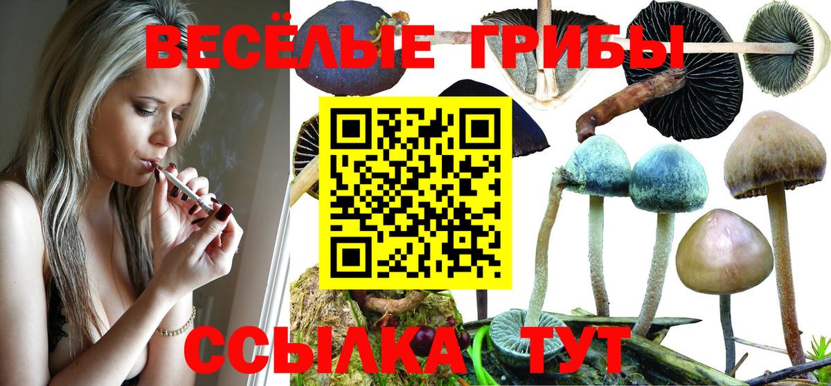 Псилоцибиновые грибы Psilocybe Абакан